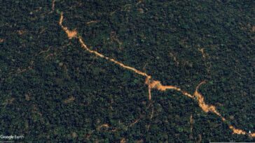 La nouvelle technologie aide à lutter contre l'exploitation forestière illégale de la précieuse forêt tropicale du Pérou