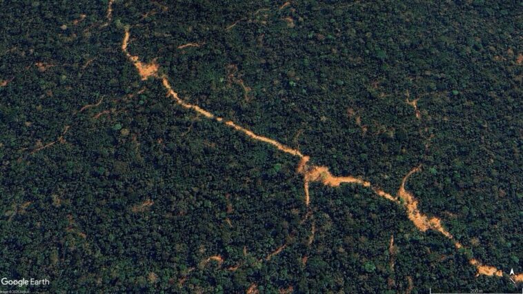La nouvelle technologie aide à lutter contre l'exploitation forestière illégale de la précieuse forêt tropicale du Pérou