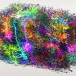 An artistic respresentation of more than 1000 cells from the map, with each neuron being a different colour