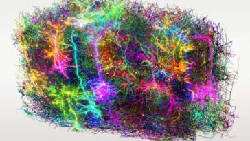 An artistic respresentation of more than 1000 cells from the map, with each neuron being a different colour