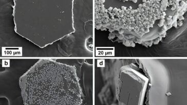 La pollution des microplastiques des paillettes peut perturber la biominéralisation marine