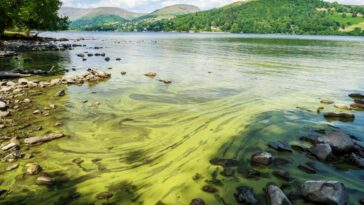Cyanobacteria, blooming in Lake Windermere, UK