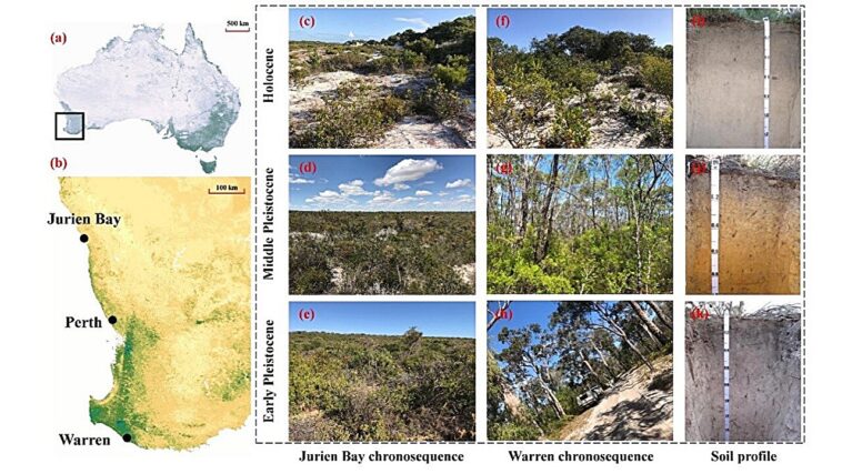La recherche découvre comment les protéines du sol et la matière organique stabilisent le carbone au cours des millénaires La recherche découvre comment les protéines du sol et la matière organique stabilisent le carbone au cours des millénaires