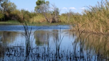 La rivière mexicaine de la rivière mexicaine a lentement fait peur à la vie