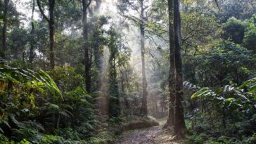 La technologie laser de la NASA révèle un impact climatique sur les auvents forestiers tropicaux