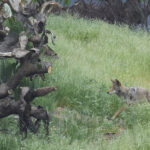 Laissée seule par les humains, la faune revient dans la zone de brûlure des incendies d'Eaton