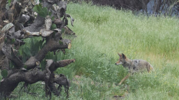 Laissée seule par les humains, la faune revient dans la zone de brûlure des incendies d'Eaton