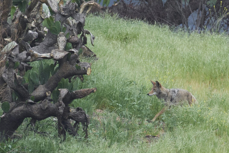 Laissée seule par les humains, la faune revient dans la zone de brûlure des incendies d'Eaton