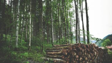 Le Royaume-Uni doit développer davantage de son propre bois pour atteindre les objectifs climatiques - de nouvelles recherches