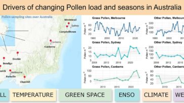 Le changement climatique provoque des saisons de pollen plus longues dans les capitales