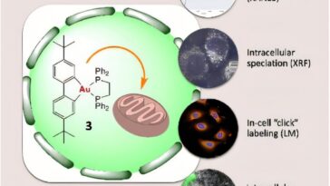 Le complexe organogold (III) s'accumule dans les mitochondries des cellules cancéreuses du poumon, ouvrant de nouvelles avenues de traitement
