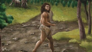 Le fossile de Denisovan de Taïwan donne une idée des mystérieux humains anciens