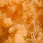 Le matériel de vie en champignon pourrait rendre les bâtiments plus durables