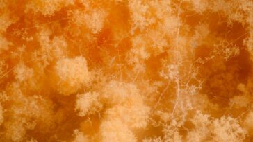 Le matériel de vie en champignon pourrait rendre les bâtiments plus durables