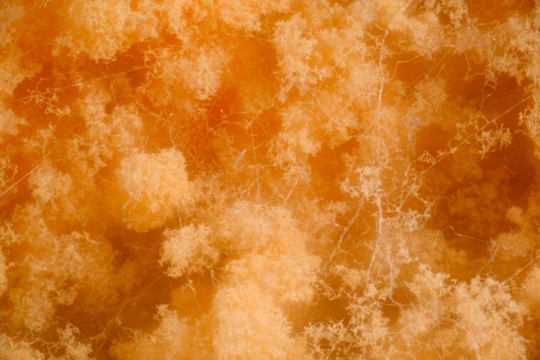 Le matériel de vie en champignon pourrait rendre les bâtiments plus durables