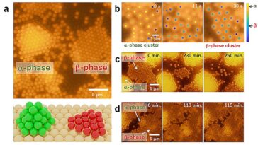 Le modèle de cristal colloïdal révèle de nouveaux facteurs dans le contrôle de la formation de polymorphes