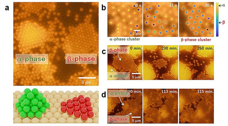 Le modèle de cristal colloïdal révèle de nouveaux facteurs dans le contrôle de la formation de polymorphes