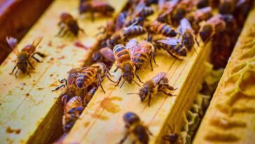 Le plus grand que la mort des abeilles américaines a détruit 1,6 million de colonies