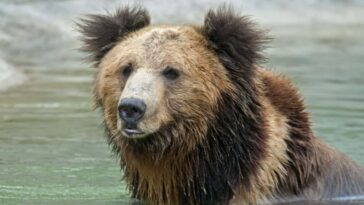 Le spray de piment alimenté par AI pourrait dissuader les ours sans les blesser