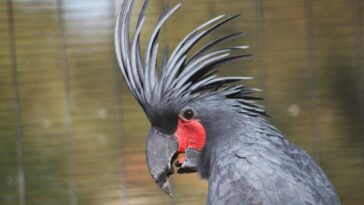 Les Australiens veulent que la nature soit protégée - ces trois problèmes environnementaux devraient être en tête de la liste de tâches du prochain gouvernement