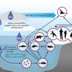 Les PFA polluent l'Arctique, menaçant à la fois les humains et les animaux