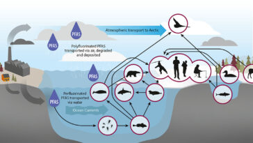 Les PFA polluent l'Arctique, menaçant à la fois les humains et les animaux