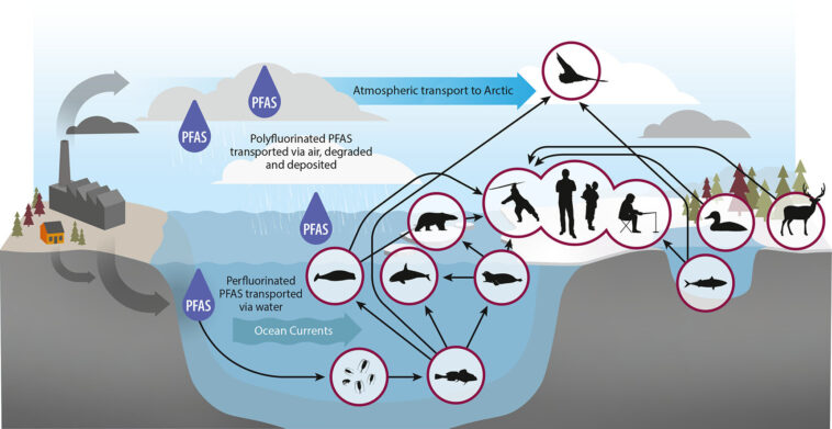Les PFA polluent l'Arctique, menaçant à la fois les humains et les animaux