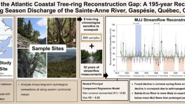 Les anneaux d'arbres des montagnes Gaspésie du Canada révèlent les effets du réchauffement climatique qui remonte à près d'un siècle