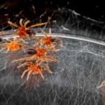 Les araignées cannibales ont un astuce étrange pour empêcher leurs frères et sœurs de les manger New Scientist. Science news and long reads from expert journalists, covering developments in science, technology, health and the environment on the website and the magazine.