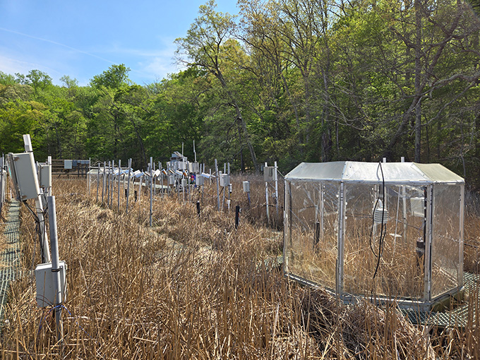 Les bactéries des zones humides pourraient faire plus de méthane dans un monde réchauffant Une photographie d'une étude sur le terrain du méthane des zones humides au Smithsonian Environmental Research Center du Maryland.