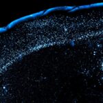 Les cerveaux de souris indiquent pourquoi il est si difficile d'oublier l'intoxication alimentaire