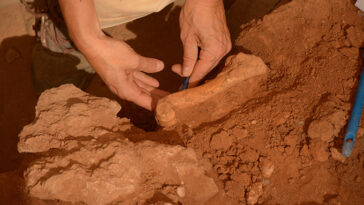 Les mains d'un archéologue s'efforcent de découvrir un os des cerfs rouges du sol rougeâtre.