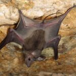 Greater mouse-tailed bats