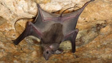 Greater mouse-tailed bats
