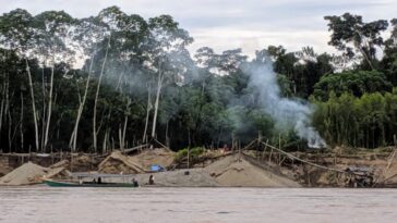 Les concentrations de mercure dans les anneaux d'arbres peuvent permettre aux arbres d'être des `` témoins '' d'activités mineurs d'or illégales en Amazonie