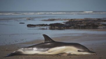 Les dauphins meurent de produits chimiques toxiques interdits depuis les années 1980