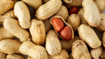 Les doses quotidiennes d'arachides pourraient désensibiliser les adultes souffrant d'allergie