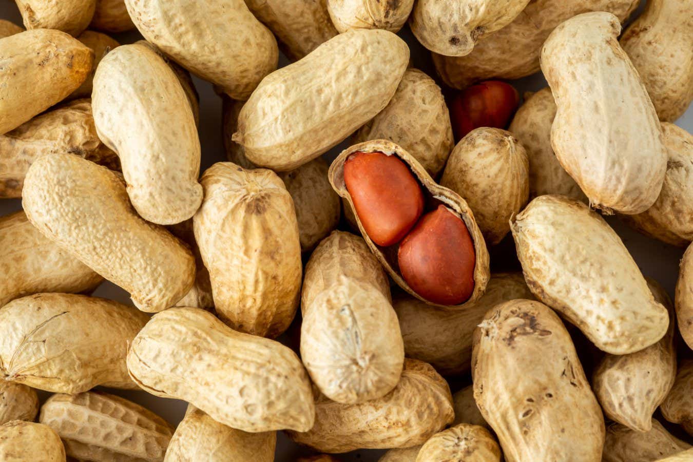 Daily Peanut Doses May Help Adults With Allergy - News Directory 3