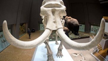 Les flocons de la défense des Tusk peuvent être les plus anciens objets d'ivoire fabriqués par les humains