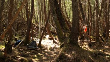 Les forêts anciennes dans l'est du Canada montrent que le climat a commencé à changer il y a près de 100 ans