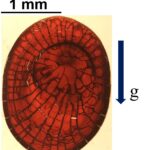 Les gouttelettes de sang sur les surfaces inclinées révèlent de nouveaux schémas de fissuration