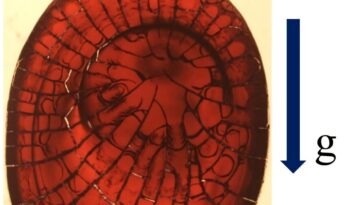 Les gouttelettes de sang sur les surfaces inclinées révèlent de nouveaux schémas de fissuration