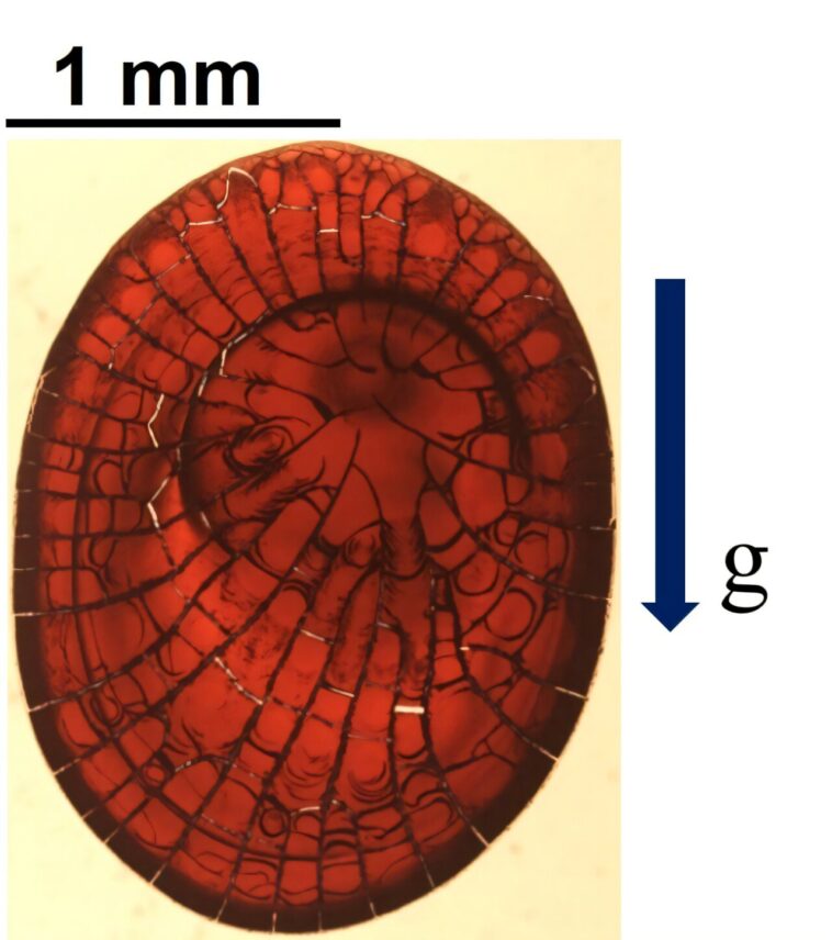 Les gouttelettes de sang sur les surfaces inclinées révèlent de nouveaux schémas de fissuration
