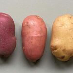 Les greffes de peau de plante pourraient entraîner de nouveaux types de légumes