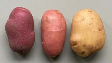 Les greffes de peau de plante pourraient entraîner de nouveaux types de légumes