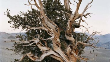 Les images capturent la beauté intemporelle des forêts anciennes américaines