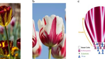 Les mathématiciens résolvent le mystère séculaire de la façon dont les tulipes «cassées» obtiennent leurs rayures