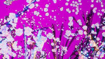 Cocaine drug crystals.