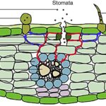 Les microplastiques aéroportés infiltraient les feuilles de plante, soulevant des préoccupations environnementales