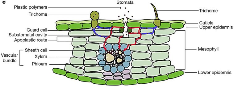 Les microplastiques aéroportés infiltraient les feuilles de plante, soulevant des préoccupations environnementales